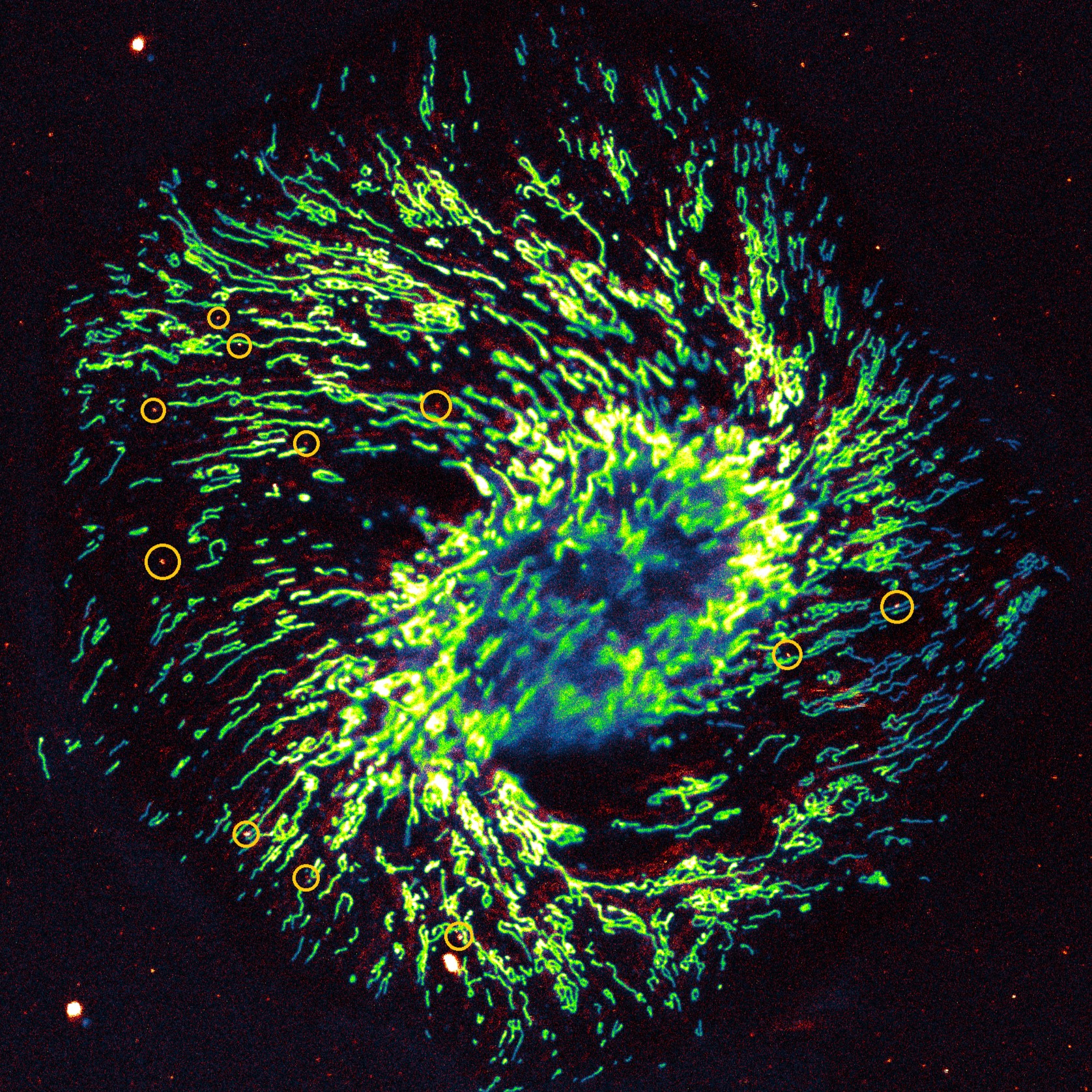 Opportunities for diamond quantum metrology in biological systems