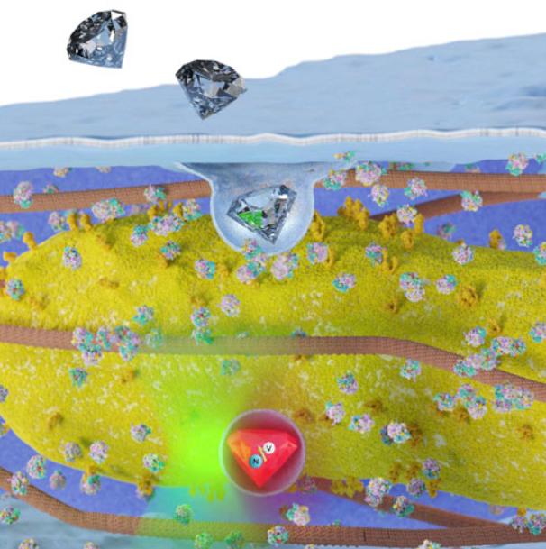 Multimodal quantum metrology in living systems using nitrogen-vacancy centres in diamond nanocrystals.
